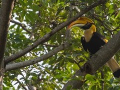 Great Indian hornbill in India.