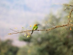 Green bee-eater in India