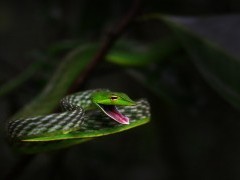 Green vine snake in Western Ghats, India