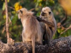 Grey langur in India.