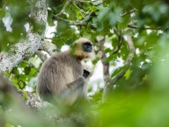 Grey langur in Nagarhole, India