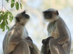 Grey langurs in Gujarat state, India