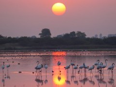 Greater flamingos in Gujarat, India