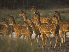 Herd of spotted deer.