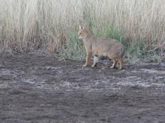 Indian desert cat in India.
