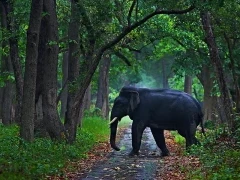 Asian elephant in India.