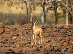 Indian gazelle in India