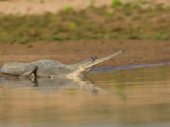 Indian gharial in Chambal, India