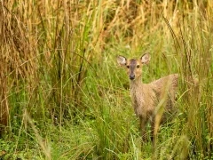 Indian hog deer in India