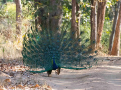 Indian peafowl in India.