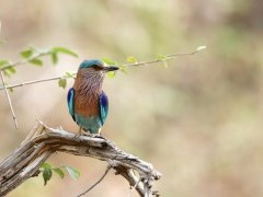 Indian roller in Corbett National Park, India