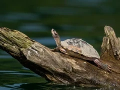 Indian tent turtle in India