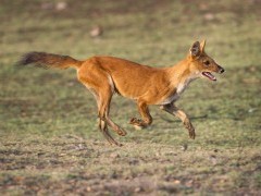 Indian wild dog.