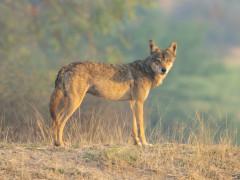 Indian wolf in India