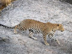 Leopard in Jawai, India.