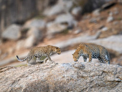 Leopards in Jawai, India.