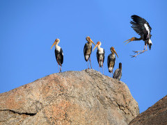 Painted stork in Jawai, India