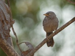 Jungle babbler in Gujarat state, India