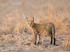 Jungle cat in Gujarat state, India