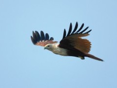 Brahminy kite in Southern India
