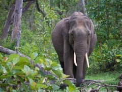 Asian elephant in Nagarhole National Park, India