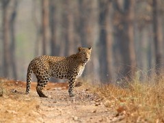 Leopard in Nagarhole National Park, India