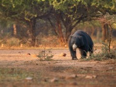 Sloth bear in Southern India