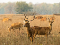 Barasingha in India