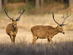 Barasingha in India