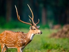 Chital deer in Kanha National Park, India