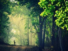 Chital deer in Kanha National Park, India