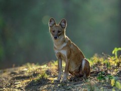 Dhole in India.