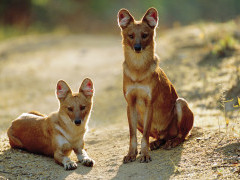 Dhole in India.