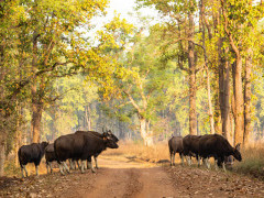 Gaur in India
