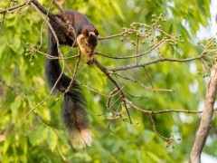 Indian giant squirrel in Kanha National Park, India