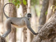 Langur in Kanha National Park, India