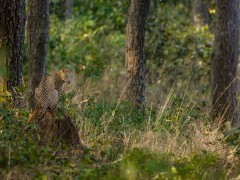Leopard in Kanha National Park, India.