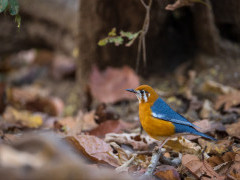 Orange-headed thrush in India