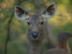 Sambar in Kanha National Park, India