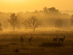 Sunrise in Kanha National Park, India