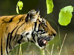Tiger in India.