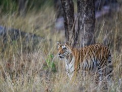 Tiger in Kanha National Park, India