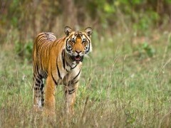 Tiger in India.