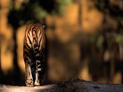 Tiger in Kanha National Park, India.