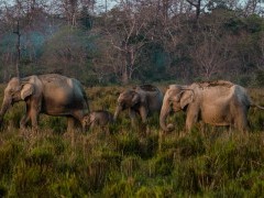 Asian elephant in India