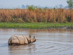 One-horned rhino in India
