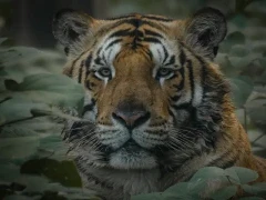 Tiger in India.