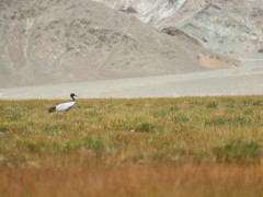 Black-necked crane in India