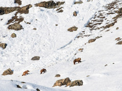 Himalayan brown bear in India.