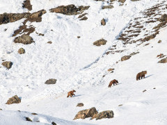 Himalayan brown bear in India.